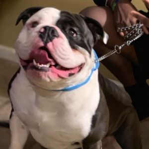 Meet your Posher, Paul